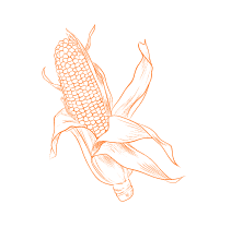 Сушіння кукурудзи